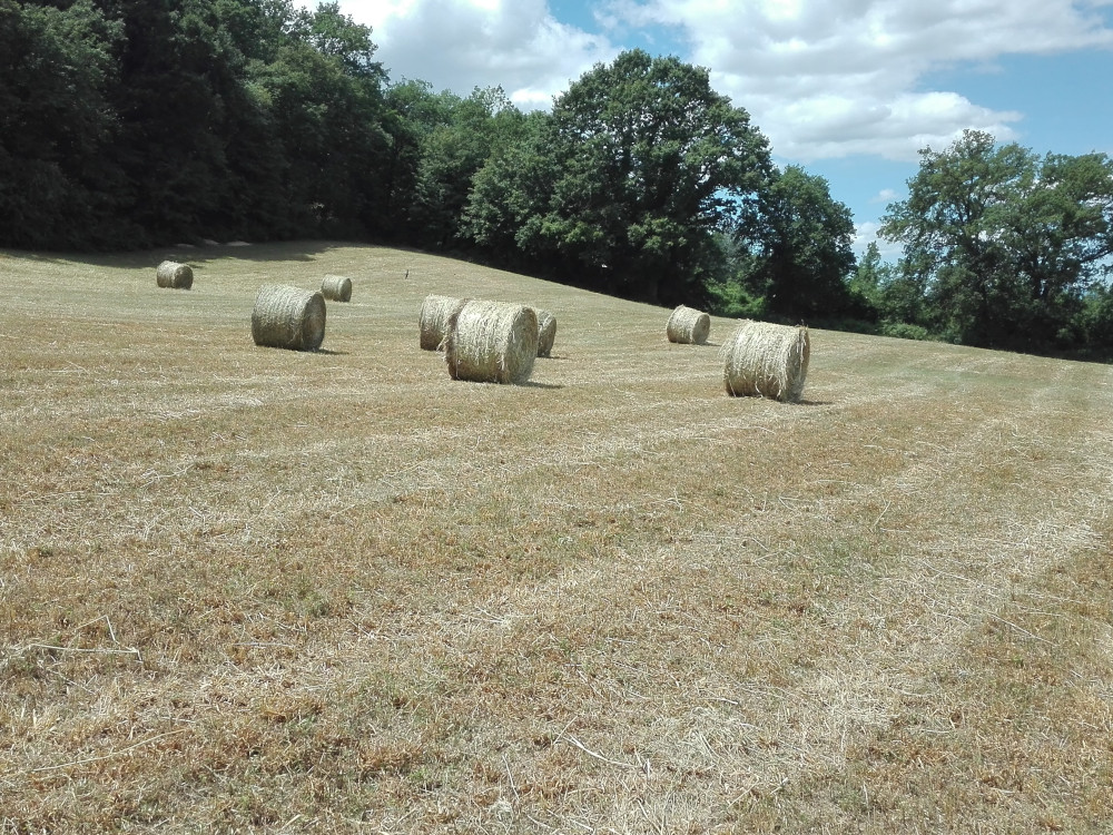 Foraggio azienda agricola santa Giusta Selci