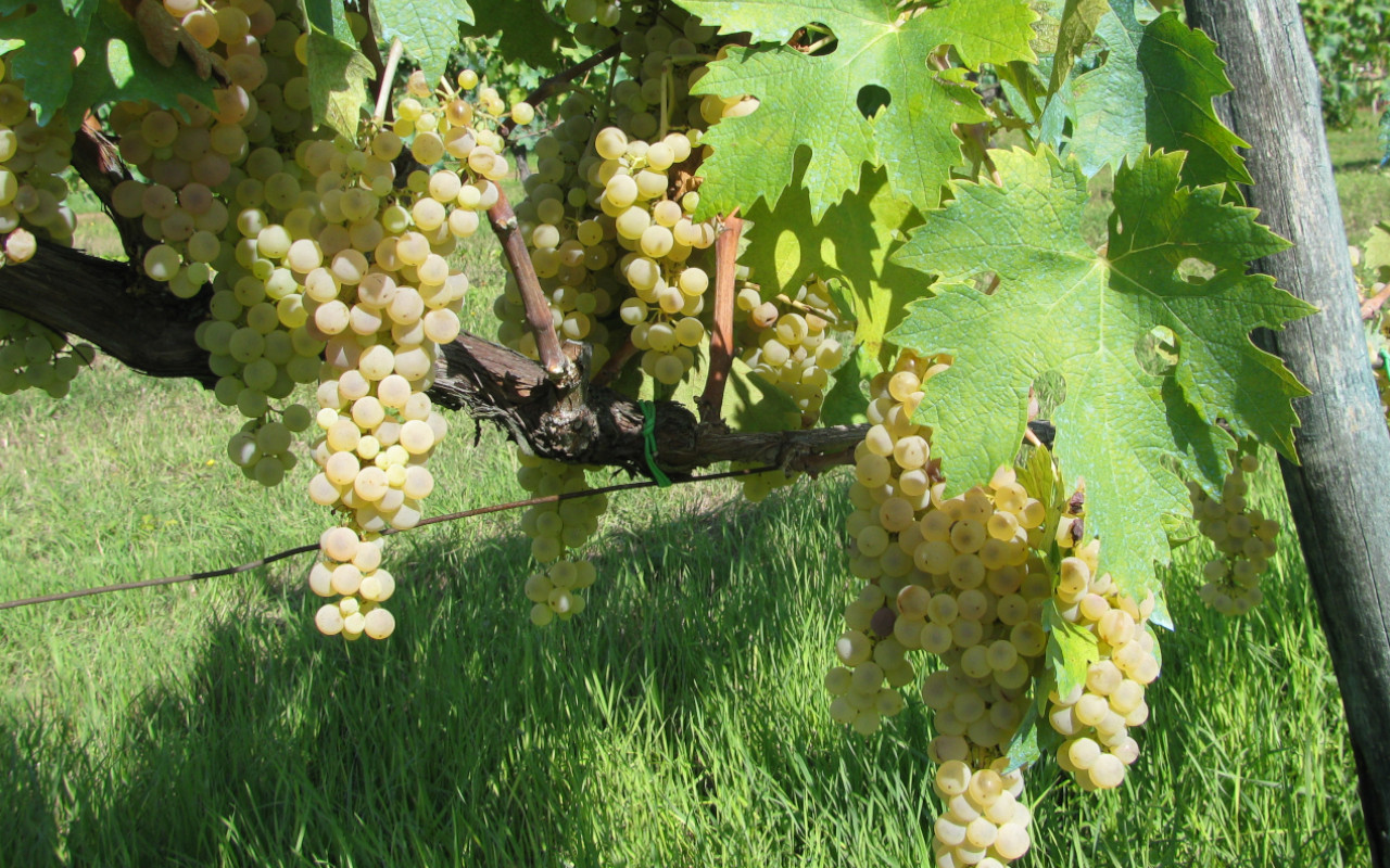 grappoli uva azienda agricola santa Giusta Selci