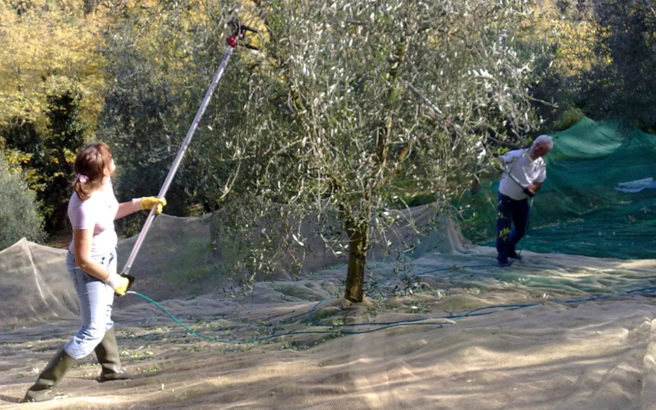 raccolta olive azienda agricola santa Giusta Selci