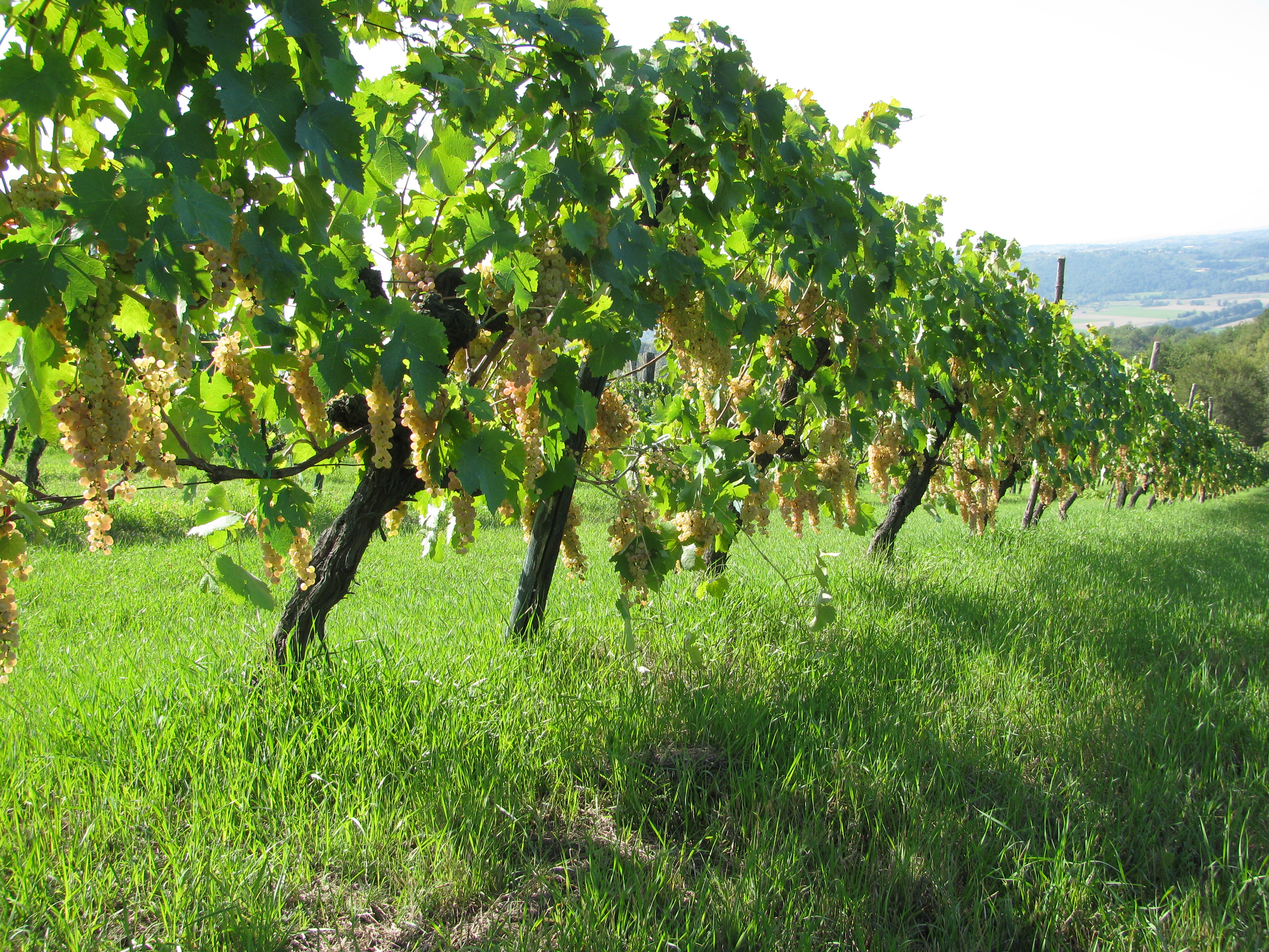 Vino azienda agricola santa Giusta Selci