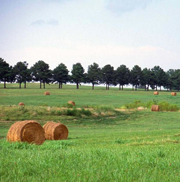 Fieno azienda agricola santa Giusta Selci