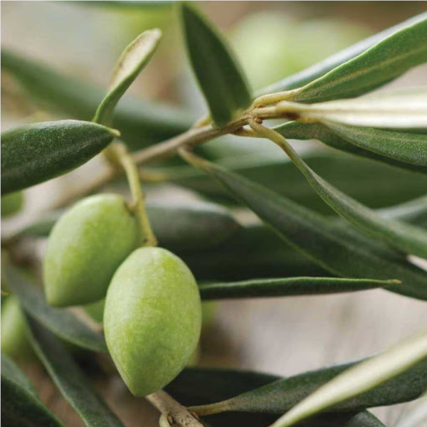 Olive azienda agricola santa Giusta Selci